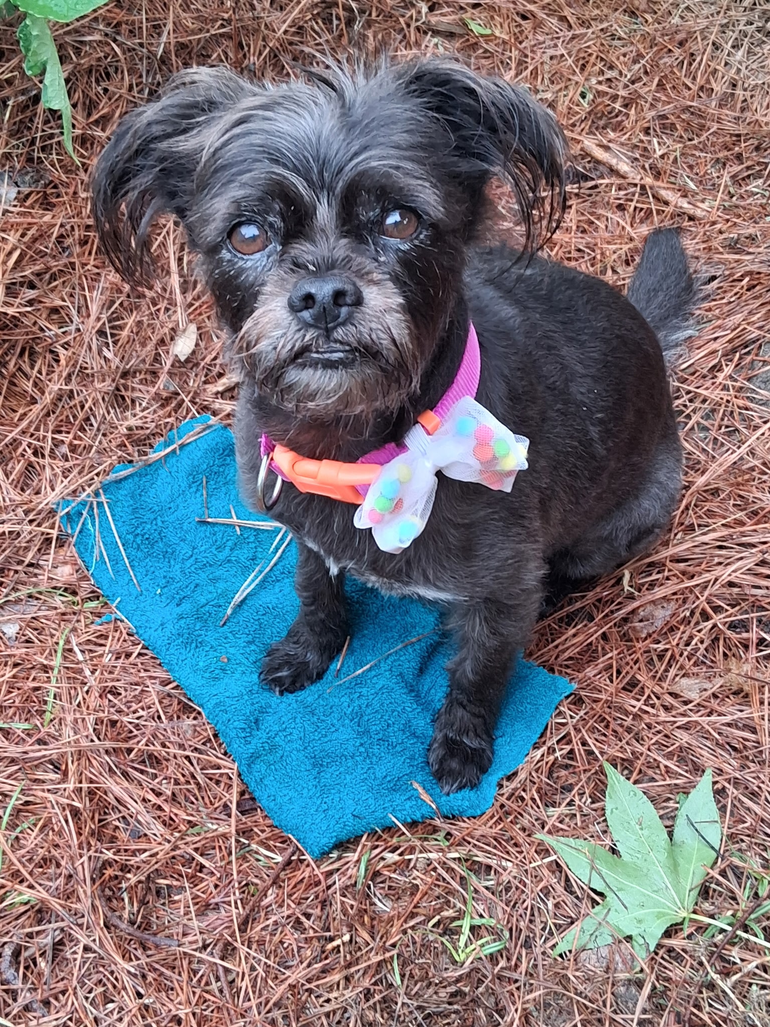 Lucy Anne, Mascot